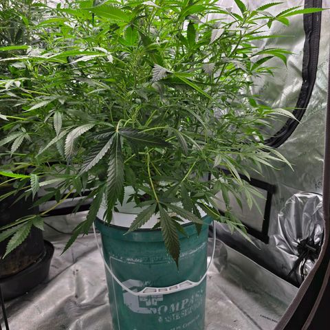 Deep Water Culture  growlog timeline photo