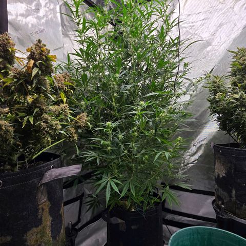 Sweet Cheese Auto growlog timeline photo