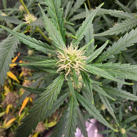Sweet Cheese Auto growlog timeline photo