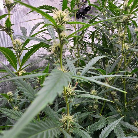 Sweet Cheese Auto growlog timeline photo