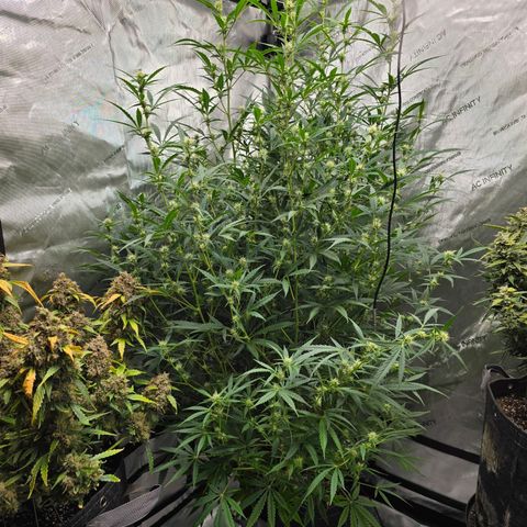 Sweet Cheese Auto growlog timeline photo
