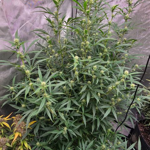 Sweet Cheese Auto growlog timeline photo