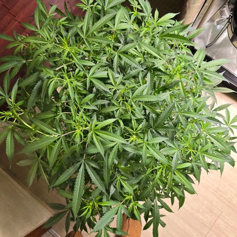 Deep Water Culture  growlog timeline photo