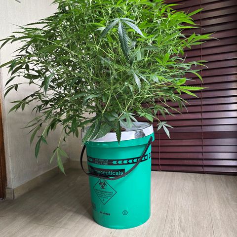 Deep Water Culture  growlog timeline photo