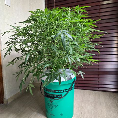 Deep Water Culture  growlog timeline photo