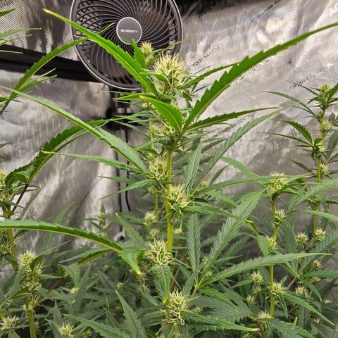 Sweet Cheese Auto growlog timeline photo