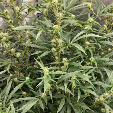Sweet Cheese Auto growlog timeline photo