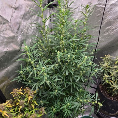 Sweet Cheese Auto growlog timeline photo