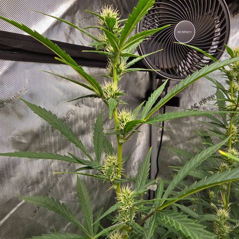Sweet Cheese Auto growlog timeline photo