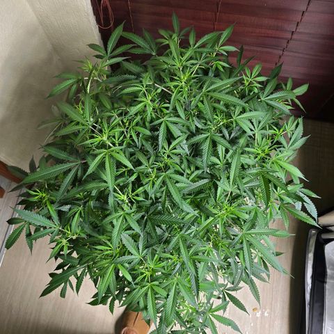 Deep Water Culture  growlog timeline photo