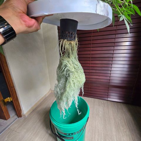 Deep Water Culture  growlog timeline photo