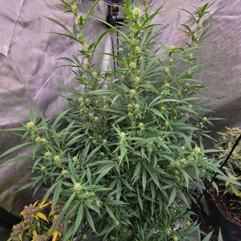 Sweet Cheese Auto growlog timeline photo