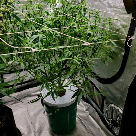 Deep Water Culture  growlog timeline photo