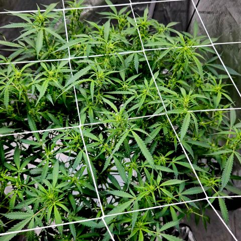 Deep Water Culture  growlog timeline photo