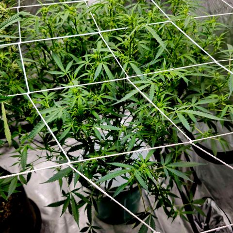 Deep Water Culture  growlog timeline photo