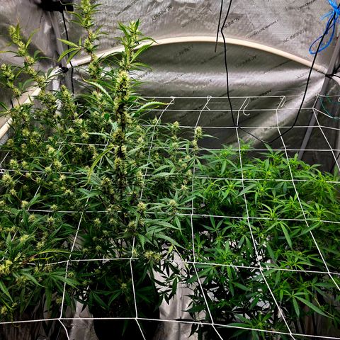 Deep Water Culture  growlog timeline photo