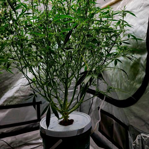 Deep Water Culture  growlog timeline photo