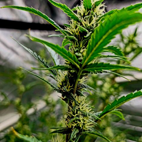 Sweet Cheese Auto growlog timeline photo