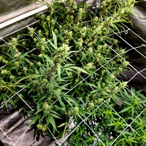Sweet Cheese Auto growlog timeline photo