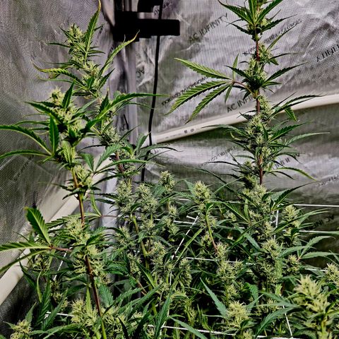 Sweet Cheese Auto growlog timeline photo