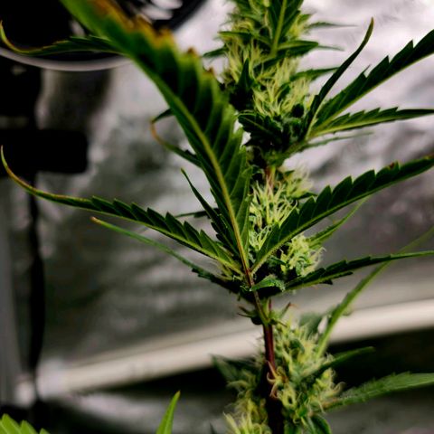 Sweet Cheese Auto growlog timeline photo