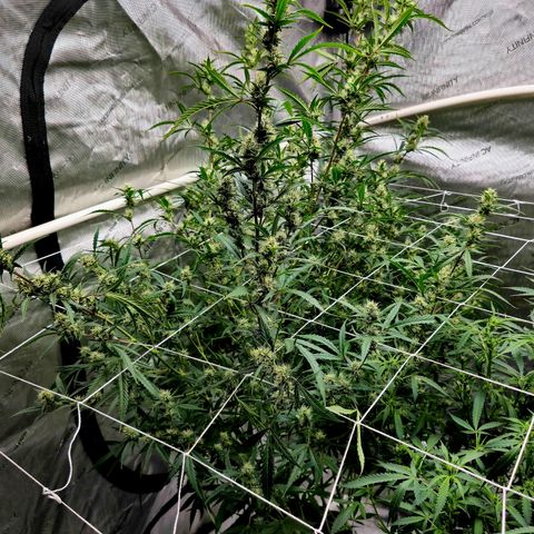 Sweet Cheese Auto growlog timeline photo
