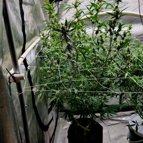 Sweet Cheese Auto growlog timeline photo