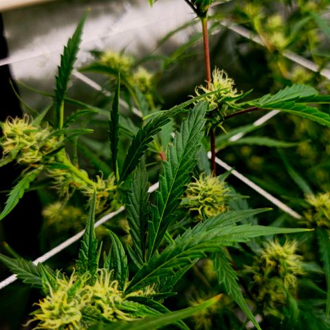 Sweet Cheese Auto growlog timeline photo