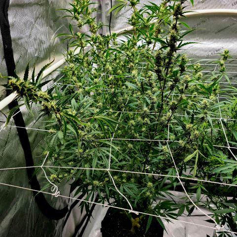 Sweet Cheese Auto growlog timeline photo