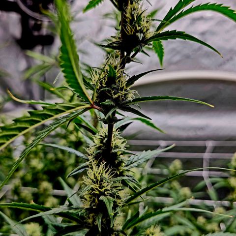Sweet Cheese Auto growlog timeline photo