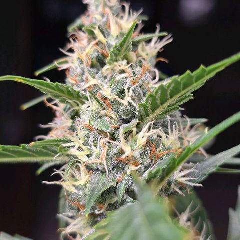 Sweet Cheese Auto growlog timeline photo