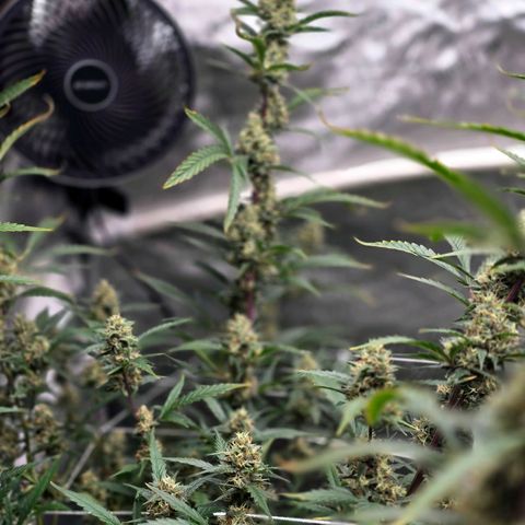 Sweet Cheese Auto growlog timeline photo