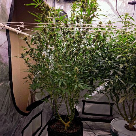 Sweet Cheese Auto growlog timeline photo
