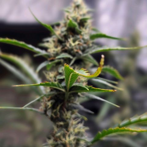 Sweet Cheese Auto growlog timeline photo