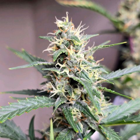 Sweet Cheese Auto growlog timeline photo