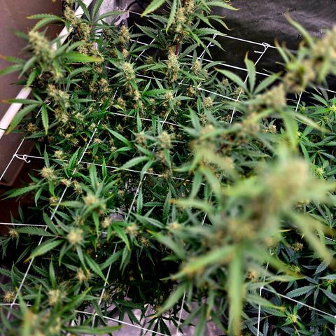 Sweet Cheese Auto growlog timeline photo