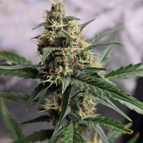 Sweet Cheese Auto growlog timeline photo