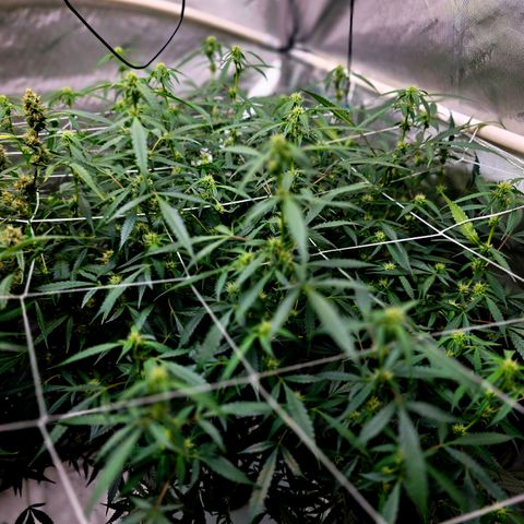 Deep Water Culture  growlog timeline photo