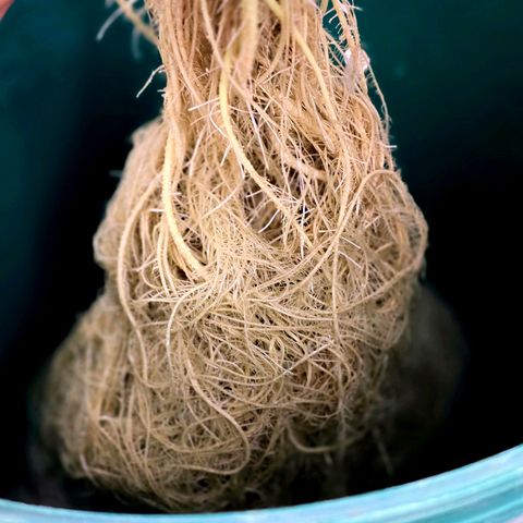 Deep Water Culture  growlog timeline photo