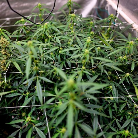 Deep Water Culture  growlog timeline photo