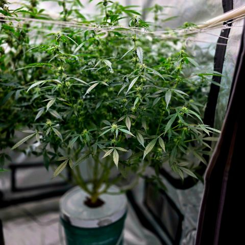 Deep Water Culture  growlog timeline photo