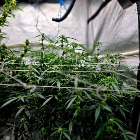 Deep Water Culture  growlog timeline photo