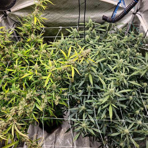 Deep Water Culture  growlog timeline photo