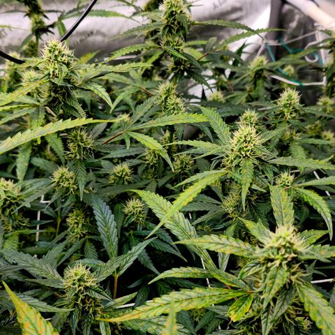 Deep Water Culture  growlog timeline photo