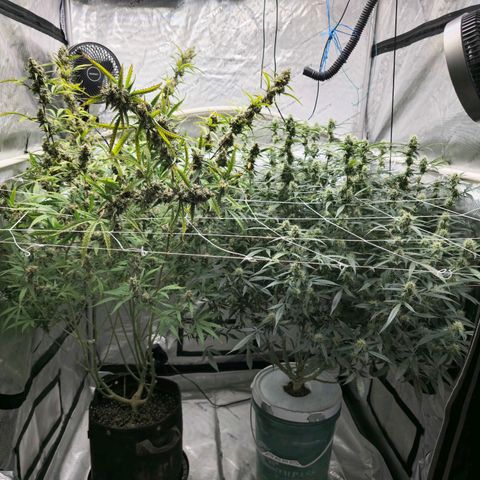 Deep Water Culture  growlog timeline photo