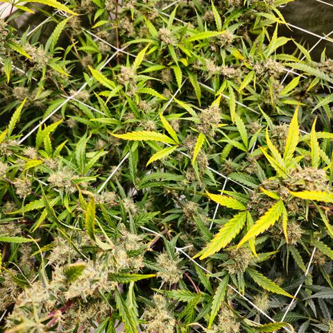 Sweet Cheese Auto growlog timeline photo