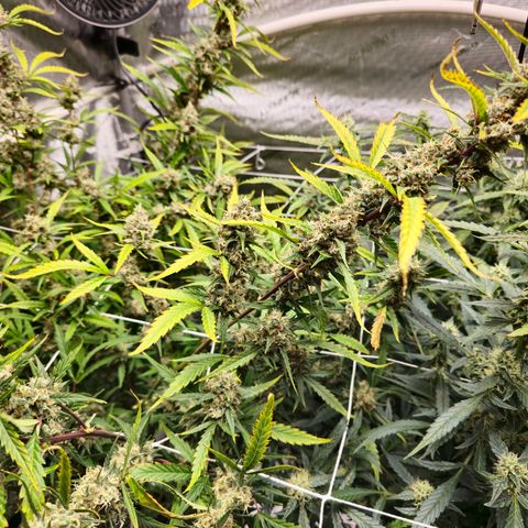 Sweet Cheese Auto growlog timeline photo