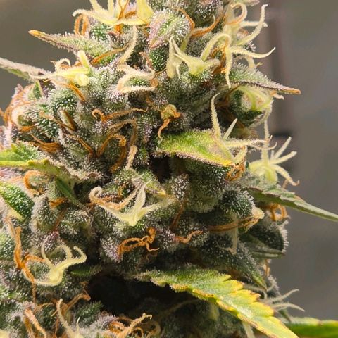 Sweet Cheese Auto growlog timeline photo