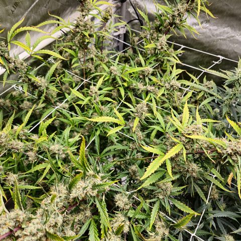 Sweet Cheese Auto growlog timeline photo