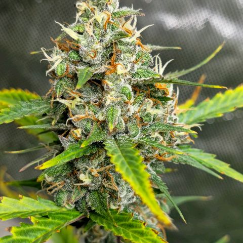 Sweet Cheese Auto growlog timeline photo